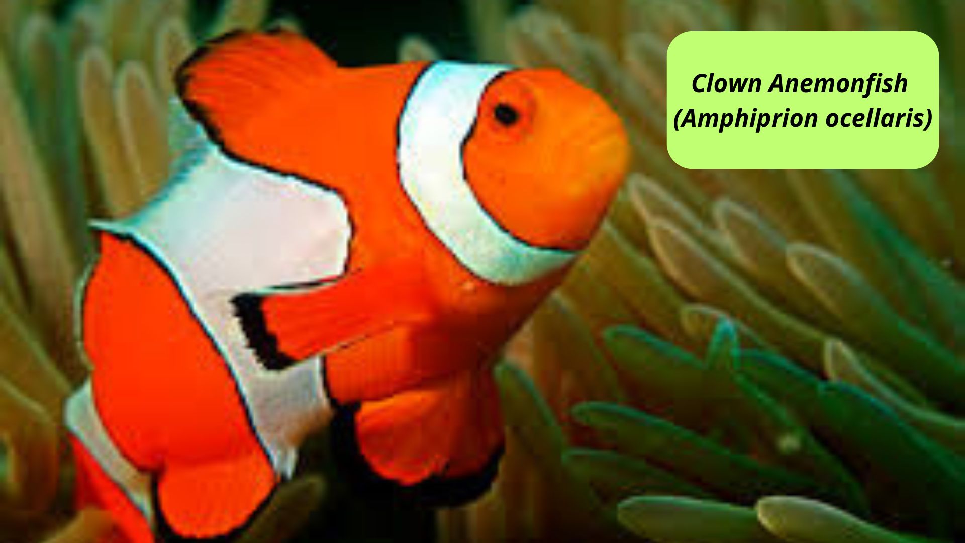 Clown Anemonfish (Amphiprion ocellaris)